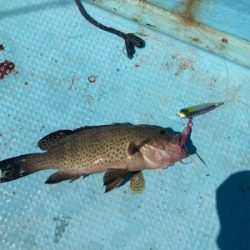 ダイソージグとインチクで五目釣