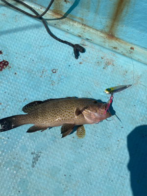ダイソージグとインチクで五目釣