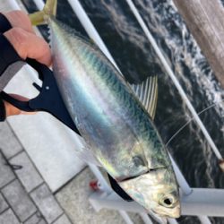 太刀魚は姿消し。今朝も鯖ナブラ無限城。。