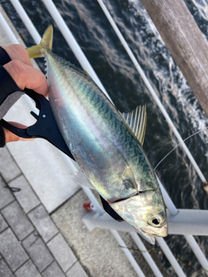 太刀魚は姿消し。今朝も鯖ナブラ無限城。。