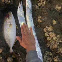 太刀以外がやっと釣れた