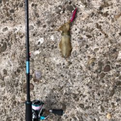 切浜でアオリイカ