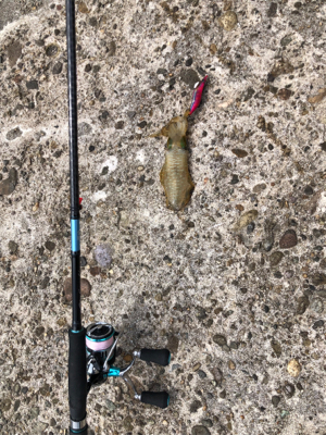 切浜でアオリイカ