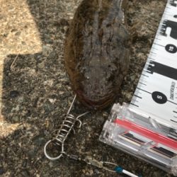 久々のお昼釣行