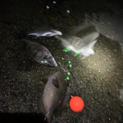 久々のフカセチヌ