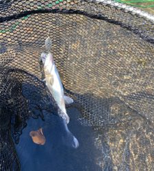 黒保根渓流フィシング