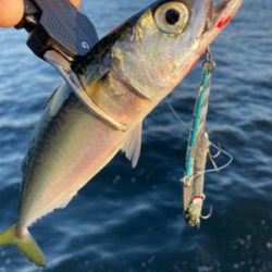 急に悪転。水質悪化し中鯖すら薄く。。