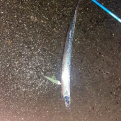 田辺市某漁港にて太刀魚爆釣！