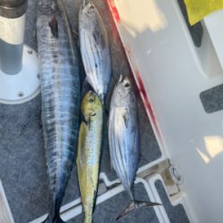 初魚種2種追加!!