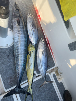 初魚種2種追加！！