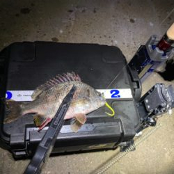 早朝は底までサバ