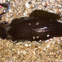 明石でエギング