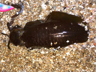 明石でエギング