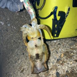 秋イカ釣りは楽しい\(^o^)/