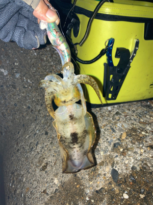 秋イカ釣りは楽しい＼(^o^)／