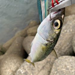 鯖ばかり、時にはフグ。