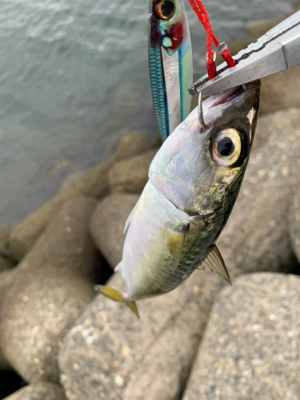 鯖ばかり、時にはフグ。