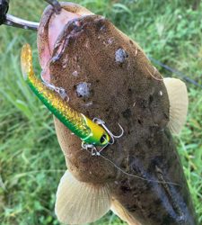 良形マゴチ頂きました!