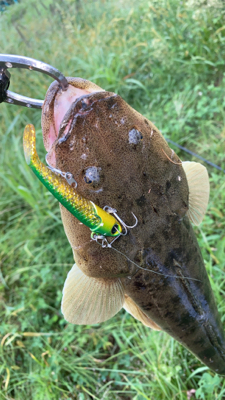 良形マゴチ頂きました!