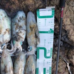 2021 佐渡ヶ島エギング 13回目