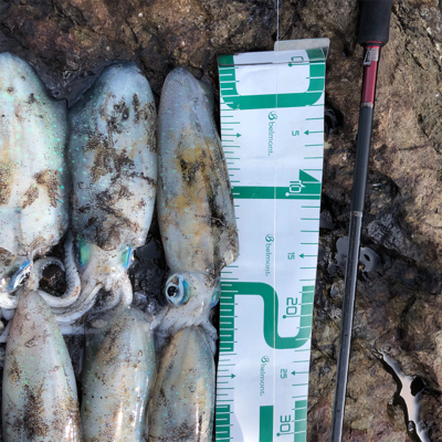 2021 佐渡ヶ島エギング 13回目