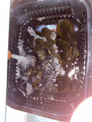 ナイトティップラン