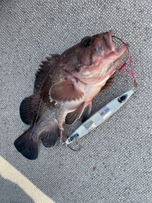 舞鶴沖スローピッチジャーク