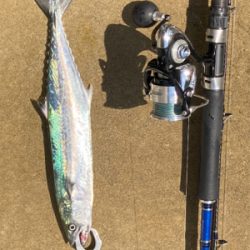 粘りに粘ってサゴシ