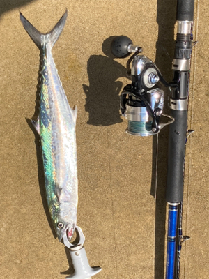 粘りに粘ってサゴシ