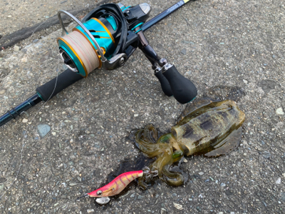 エギングにショアジギング。