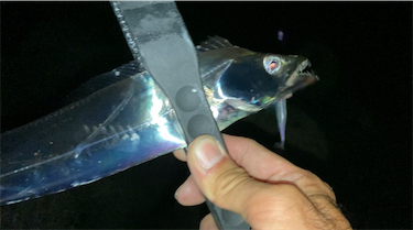 フロートでタチウオ！