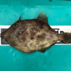 色々釣れました