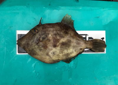 色々釣れました