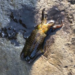 今年初アオリ！