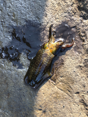 今年初アオリ！