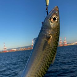 潮質改善されず。朝イチ中鯖少しのみ。。