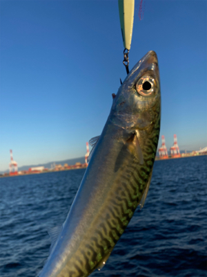 潮質改善されず。朝イチ中鯖少しのみ。。