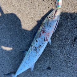 吹上浜サーフ五目釣