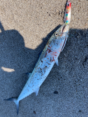 吹上浜サーフ五目釣