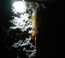 大阪でアオリイカ