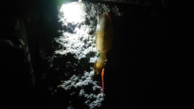 大阪でアオリイカ