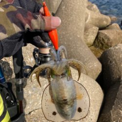 エギのローテでアオリイカGET＼(^o^)／