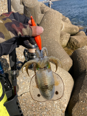 エギのローテでアオリイカGET＼(^o^)／