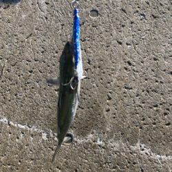 サゴシ釣果