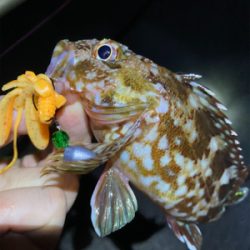 ボトムでガシラゲーム