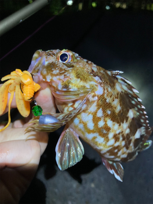 ボトムでガシラゲーム