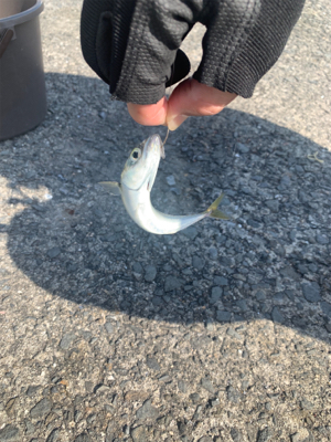 太刀魚は何処へ