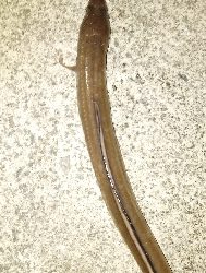 不調のアナゴ釣り