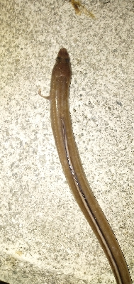 不調のアナゴ釣り