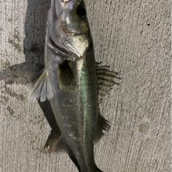 都市型河川パトロール